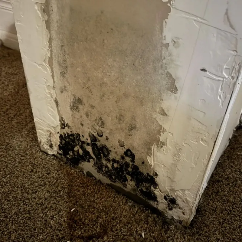 Professional Mold Removal in Pioneer, OH